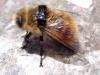 Cephenemyia stimulator